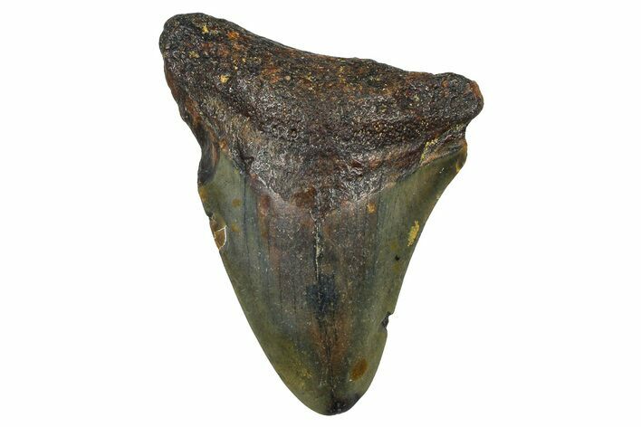Juvenile Megalodon Tooth - North Carolina #376555